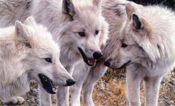 Les loups-garous Loup11