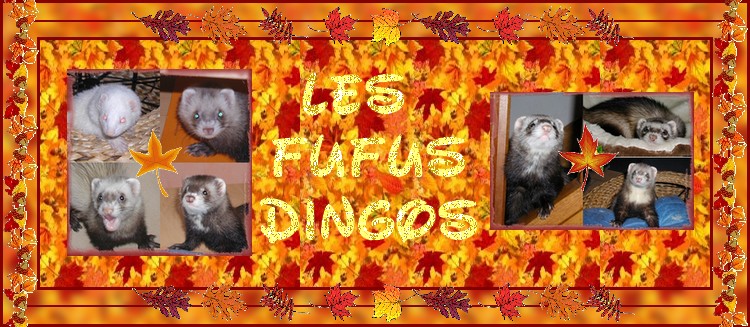 Les Fufus Dingos Bannie11