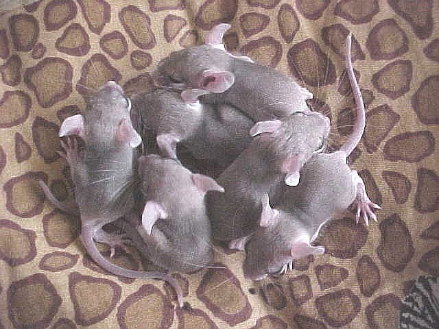 la grande famille des souris épineuses Mvc-0311
