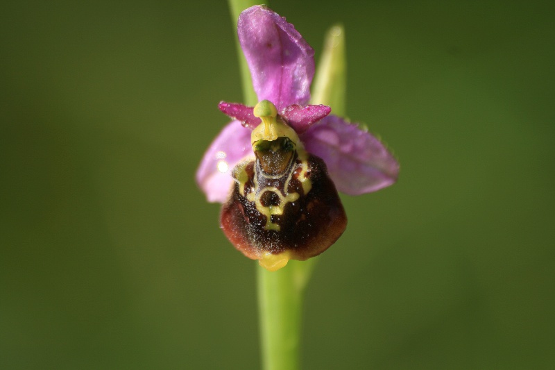 Ophrys elatior ( Ophrys élevé ) Img_1910