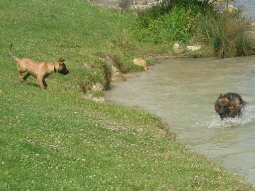 CARMEN DE KARYSHA (malinois) - Page 3 31070713