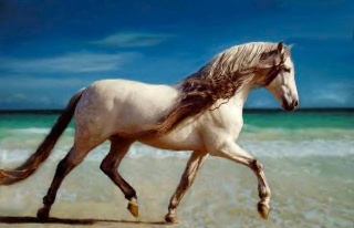 Photo Cheval10