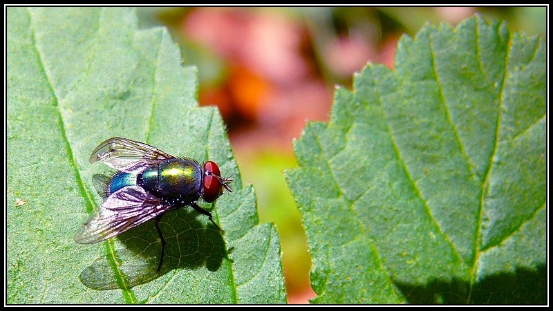 Insectes en 16/9 Mouche10