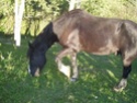 PHoto de diverse chevaux!!! 20_sep10