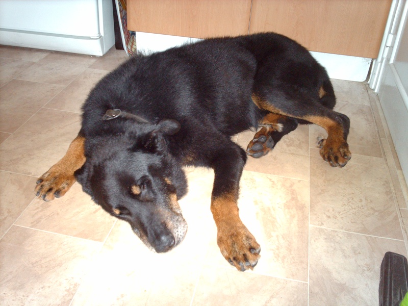 Vagabond beauceron de 11ans Photo_13