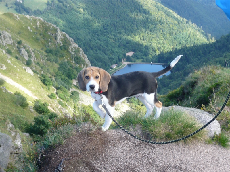 Farel, beagle mâle de bientôt 6 mois P1100810