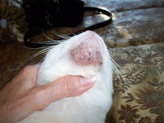 Acne Feline Acne Feline