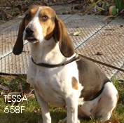 86 - Tessa beagle de 5 ans Tessa10
