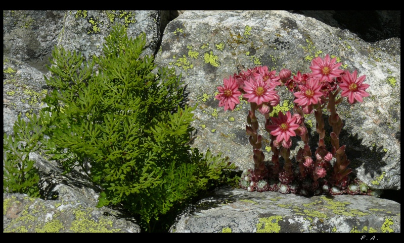 Flore de nos montagnes Fleurd10