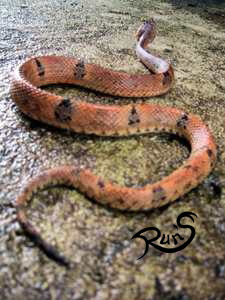 bothrops brazili Run_s-10