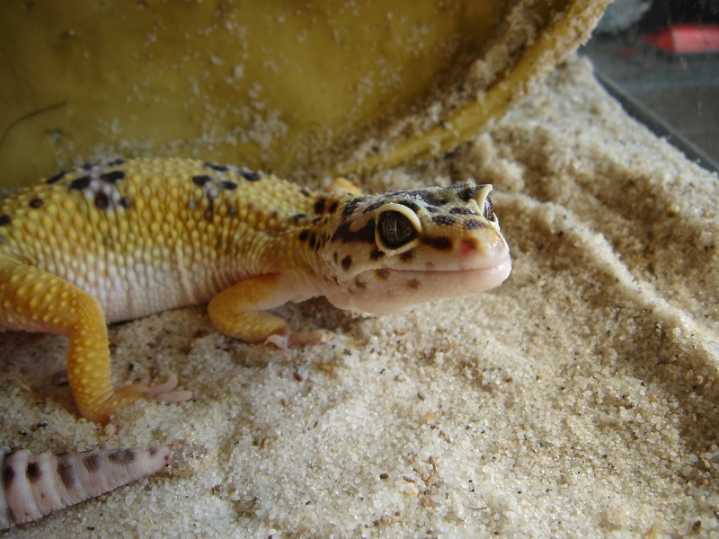 este es Dal..mi gecko leopardo 12_jul11