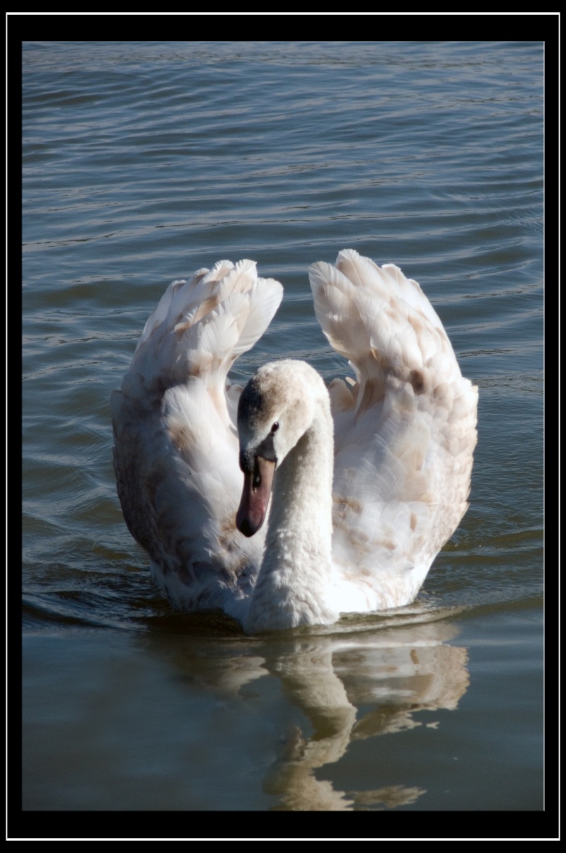 Ma srie d'oiseaux :) Cigne10