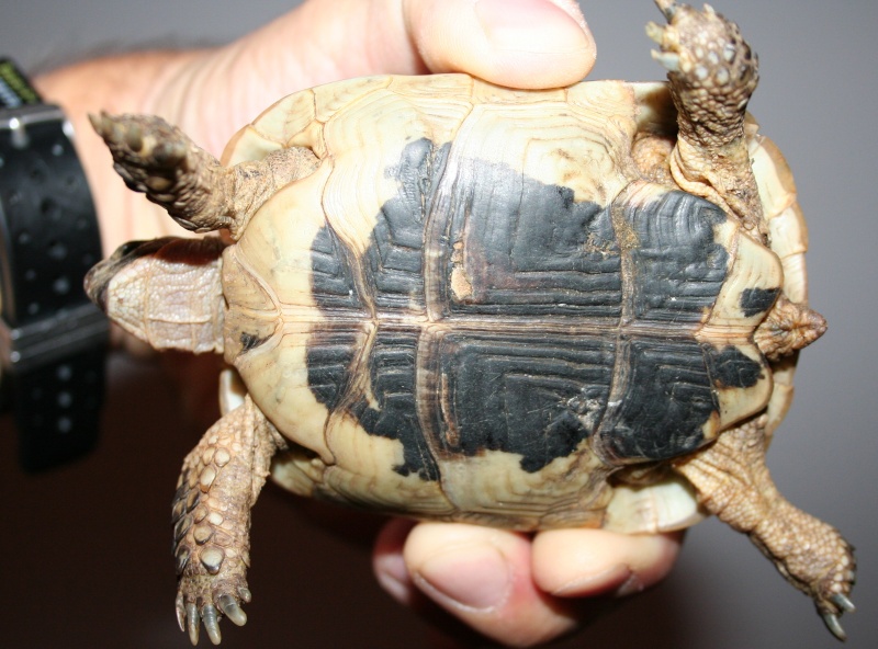 ??? Identification d'une tortue trouvée ??? Juille12