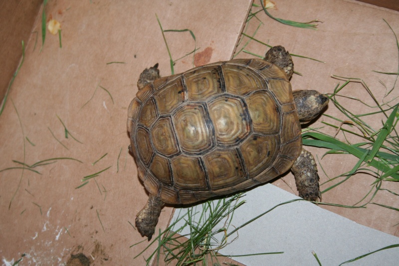 ??? Identification d'une tortue trouvée ??? Tortue12