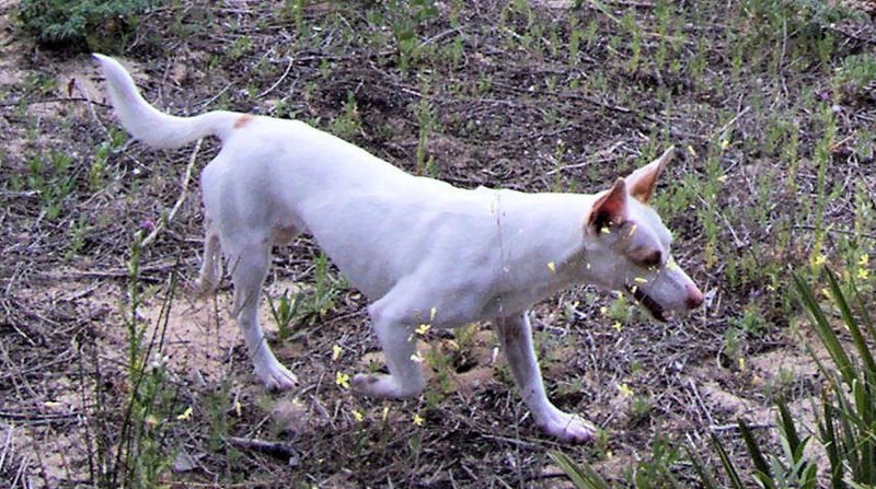 A votre avis... de quelle race est ce chien ? - Page 4 Houhou10