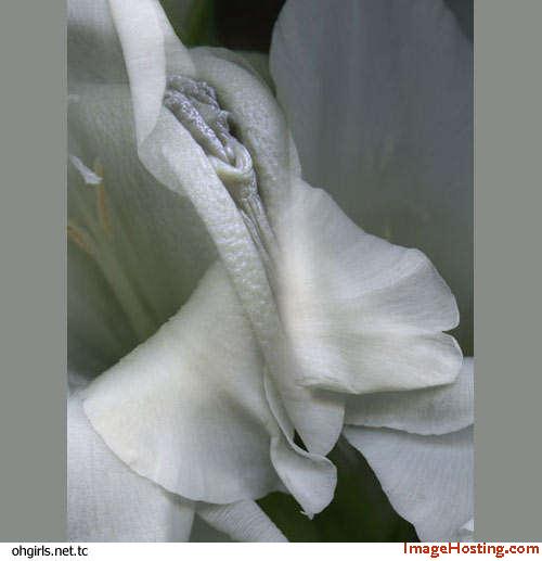 [PIC] Bunga yang rupawan... Image012