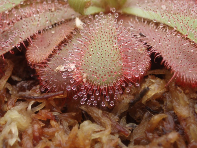 Quelques plantes de Bauer P9190112