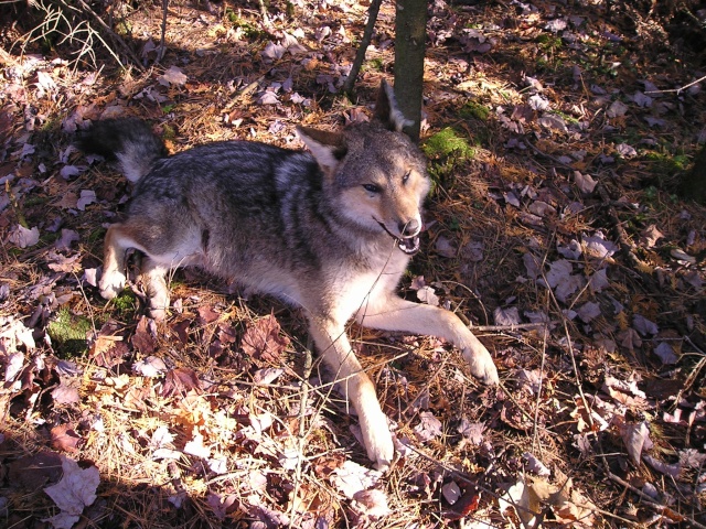 1 er coyote de la saison P1010113