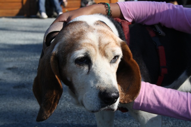 ATHOS, croisé beagle mâle, 10 ans (49) Img_3412
