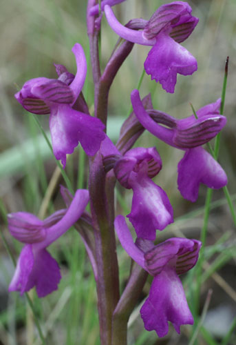 Anacamptis morio subsp champagneuxii Orchis11