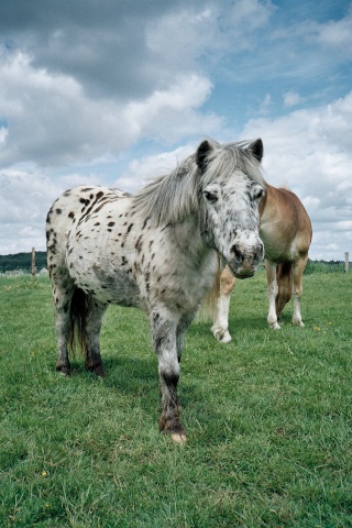 Bounty shetland à pois !!! Bounty10