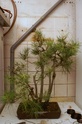 nouveaux pin Pict0118