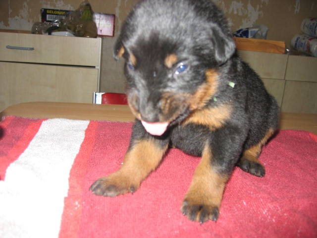 Album Perso de Nath et les 7 Beaucerons Chiots15