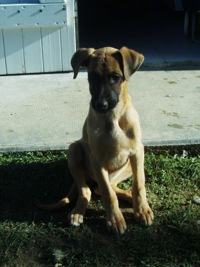 3 chiots galgo sur toulouse31 Tania210