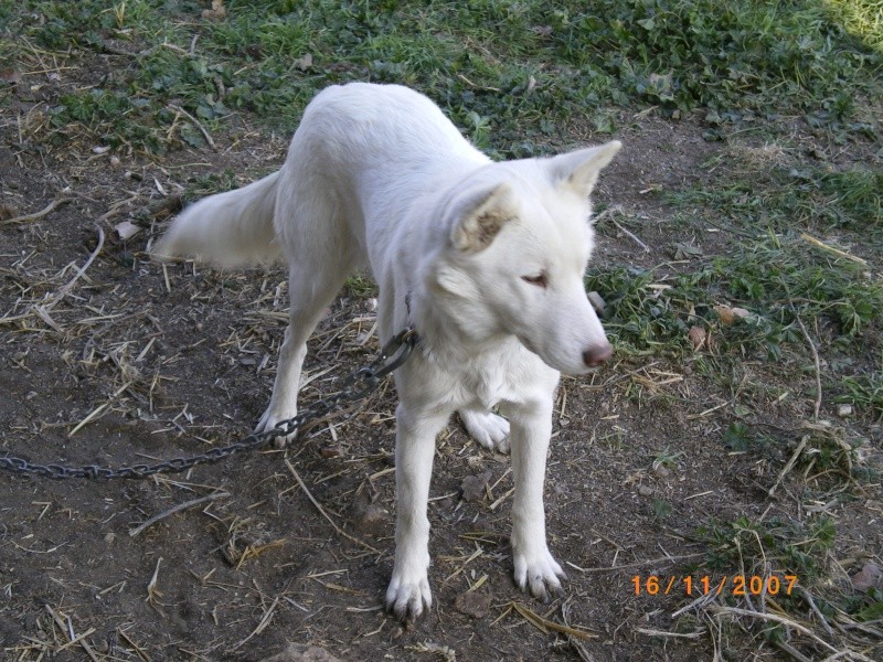 LEELOO, husky de presque 8 ans Imgp0110