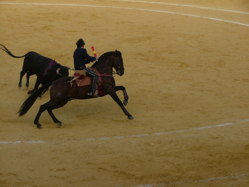 quelques photos de tauromachie (travail cheval ) O7_14810