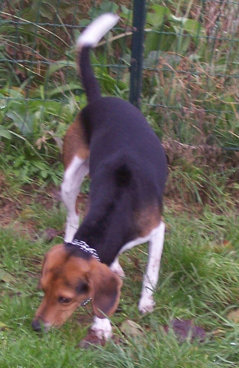 BYRON, beagle, 8/10 mois (50) Byron_10