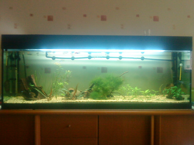 Mes aquariums.60L et 300L[Changement déco du 300L page2] Dsc00411