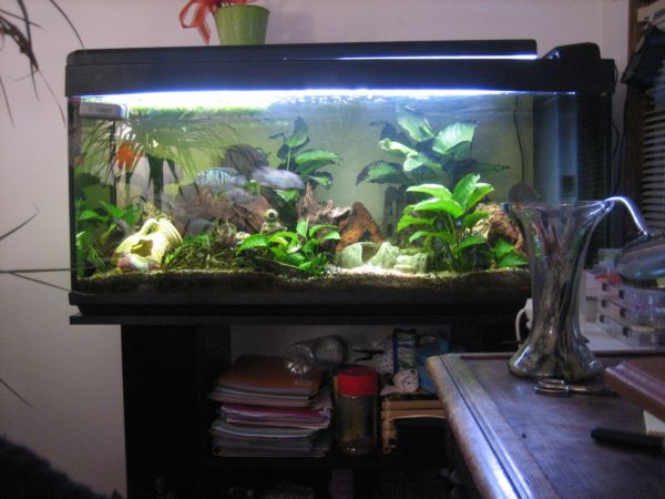 [vends] aquariums 240l 240l10