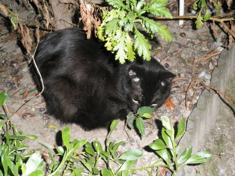 Jeune Chat Noir Poil Mi Long Nice Adopte Jeune Chat Noir Poil Mi Long Nice Adopte