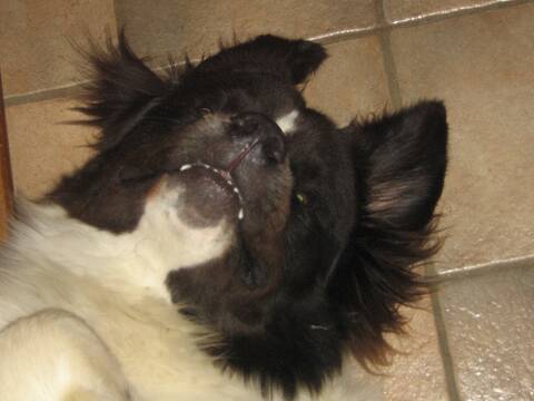 Mon Chien Hurle à La Mort
