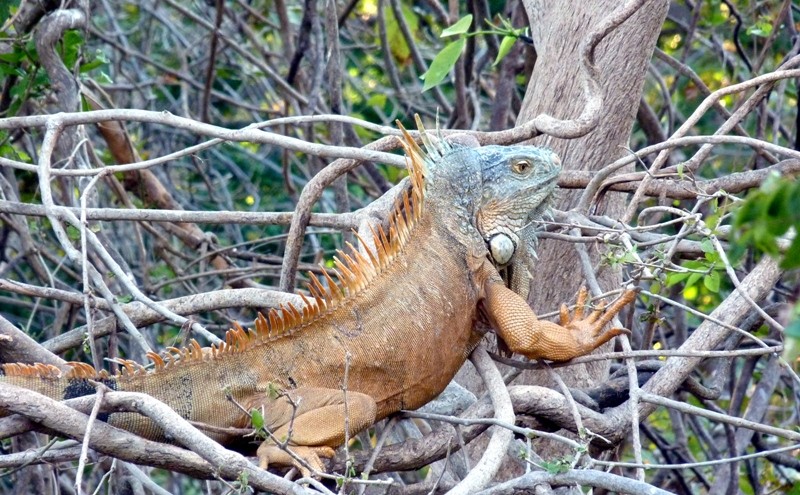 Iguane P1000510