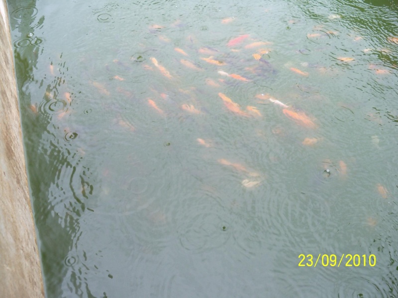 élevage de poissons en Thailande 2010 Photo132