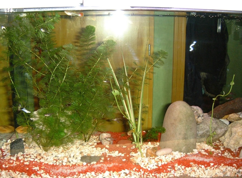 Mon aquarium d'eau chaude de 100 litres Dscf0114
