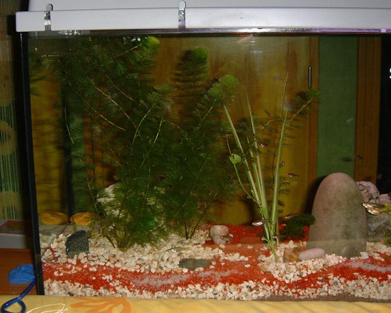 Mon aquarium d'eau chaude de 100 litres Dscf0115