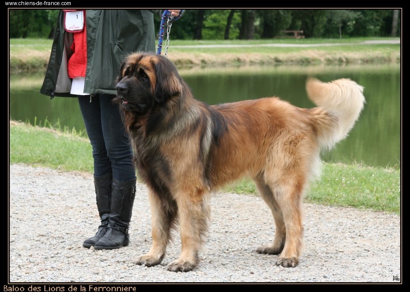 Gaza des lions de la ferronière C8955310