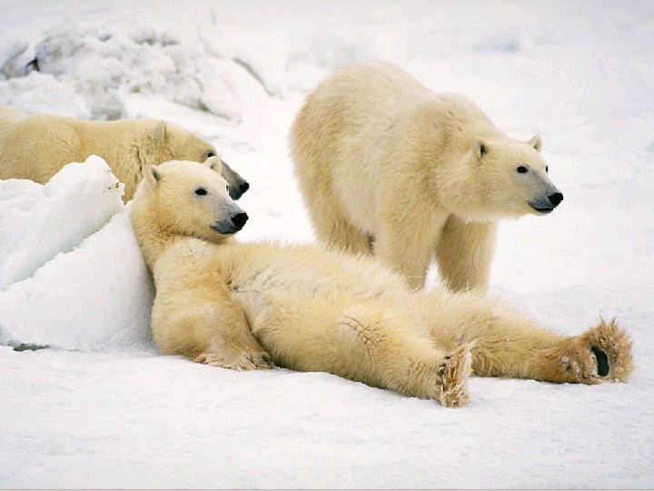 La dprime, une maladie qui vous ronge... Ours-p10