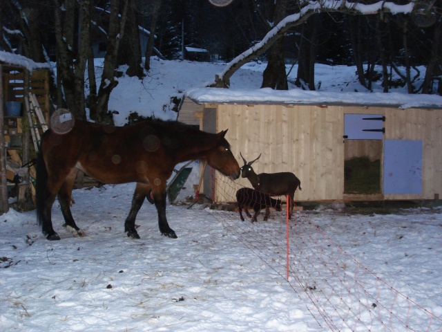 biquettes bioniques ! Dsc01911