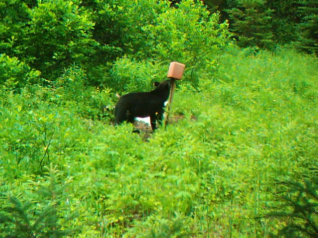 photo de vigil wildview chevreuil & orignal + ours 2007 04411