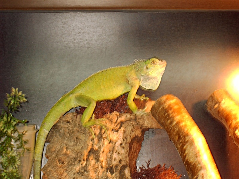 Mon gecko mâle Attila11