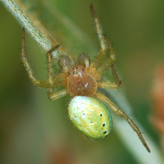araignée et petit insecte  Mk094910