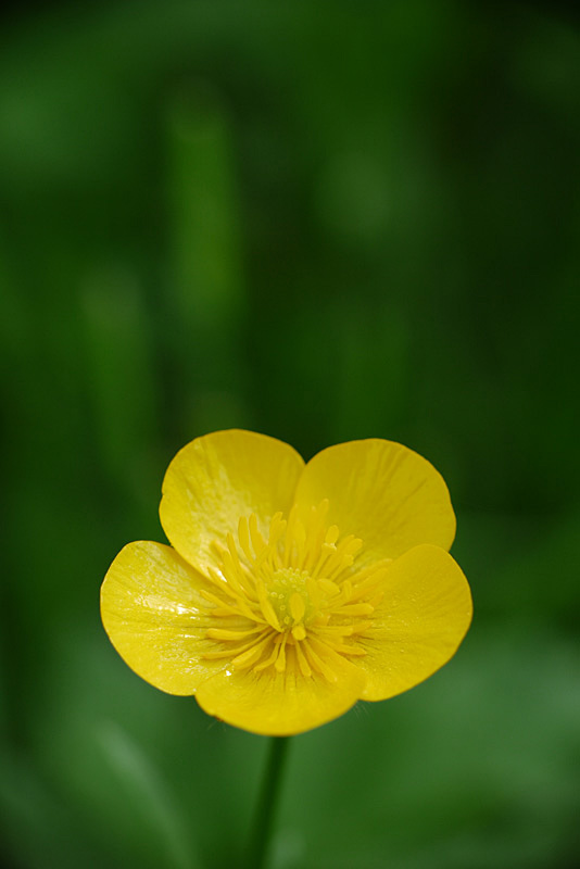 Petite fleur jaune+Recadrage P1030415