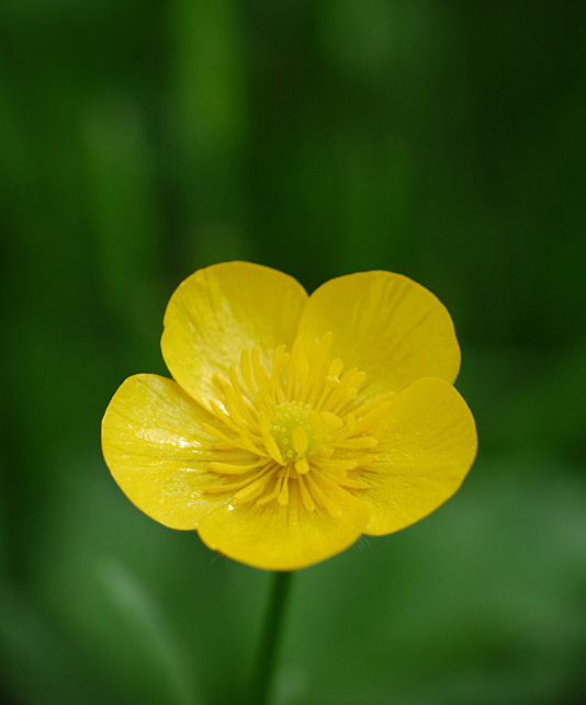 Petite fleur jaune+Recadrage P1030416