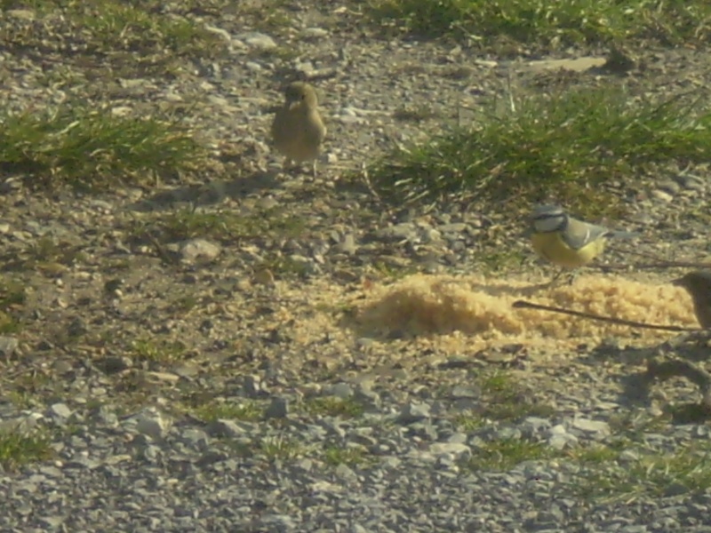 les oiseaux du jardin L_14010