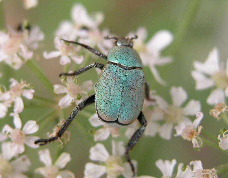 Hoplia argentea, Ft de Fontenay F-21, Montbard Dscn0117