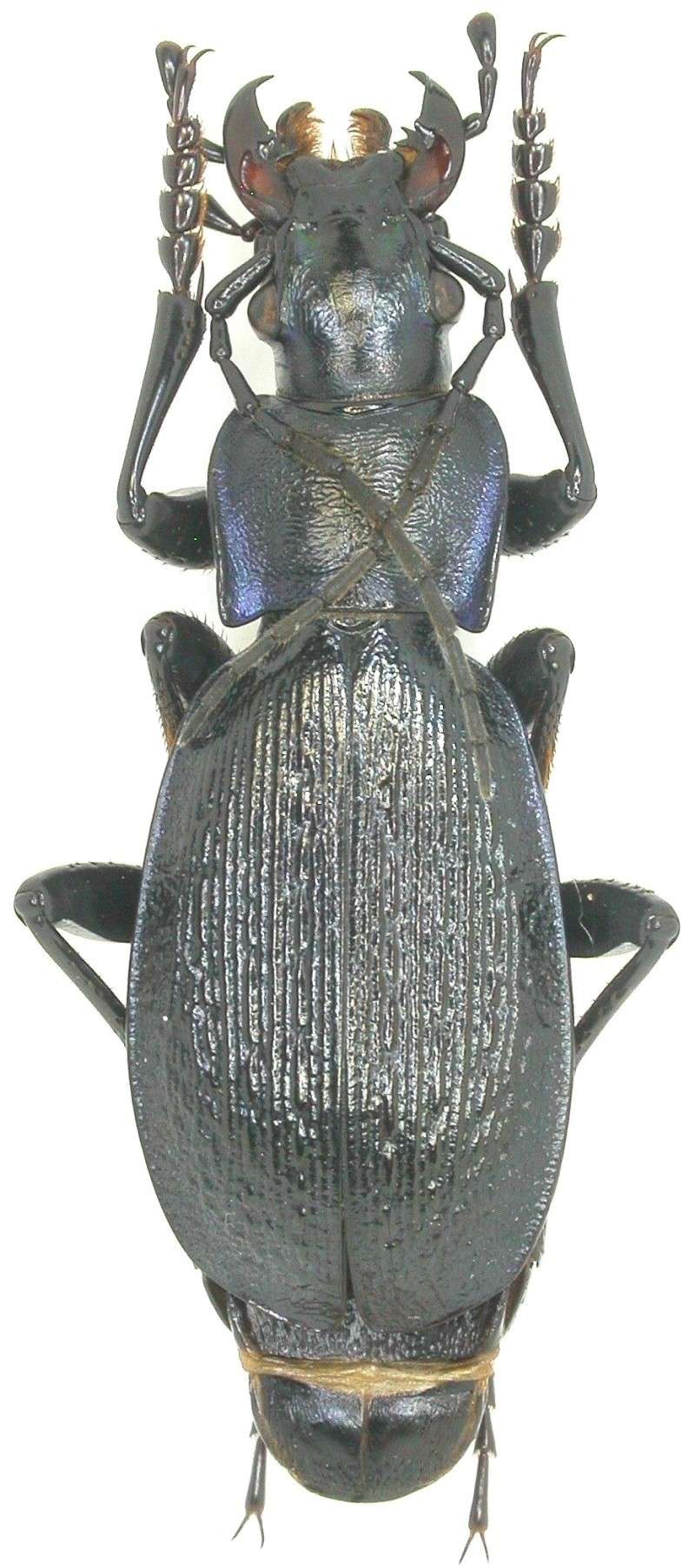 [C.(Archiplectes) juenthneri avadcharensis],  Caucase Dscn0323